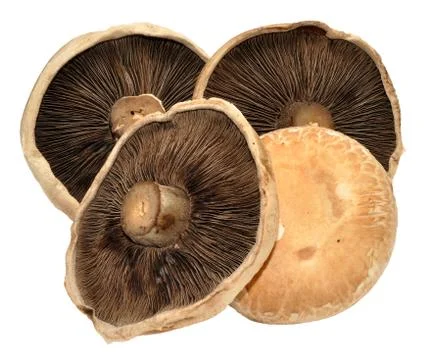 Large Flat Mushrooms Stock Photos