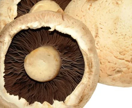 Large Flat Mushrooms Stock Photos
