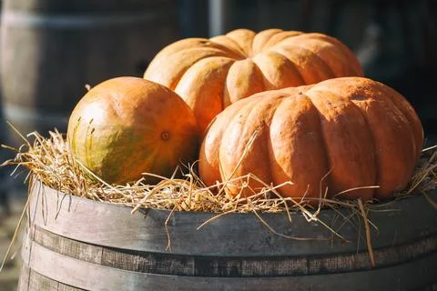 Large flat orange pumpkins stacked on a wooden barrel with hay. Stock Photos