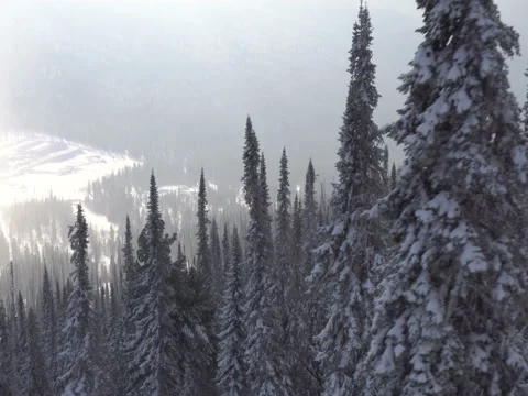 Large flight back over the winter forest Video stock 70925123