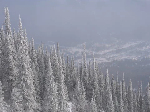 Large flight back over the winter forest backwards Stock Footage 70925559