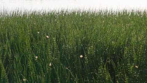 Large Flight of Flying Insects 4K Vidéo 252831114