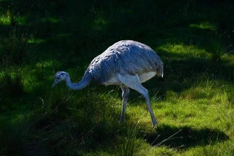 Large flightless bird strides through dappled grass 库存照片