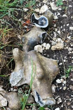 Large flint nodules close up Stock-Fotos