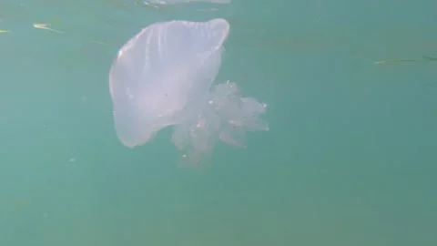 A Large Floating Jellyfish Close-up. Underwater Shot. Stock Footage 264536046