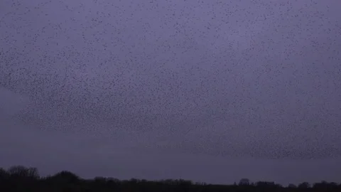 Large flock and dark sky as strarling murmuration England UK 4K Stock Footage 169811455