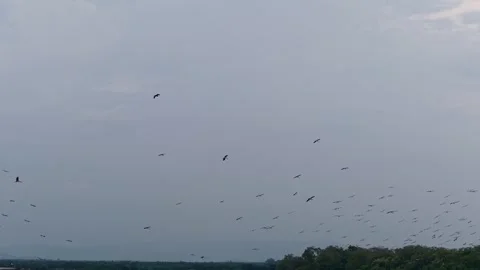 Large flock of Asian openbill birds soars above a calm river Video stock 339827458