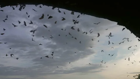 A large flock of bats flies against background of sunset blue sky with clouds Stock Footage 170837810