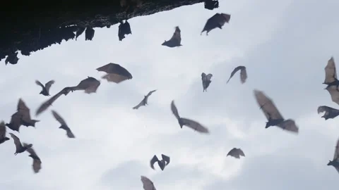 A large flock of bats flies and hangs on a dark rock, against a blue sky with Stock Footage 167911903