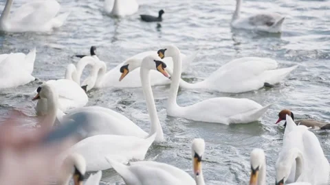 Large flock of beautiful white swans and other waterfowl swimming and feeding on Stock-Footage 332341242