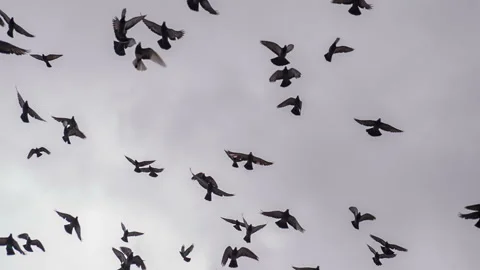 Large Flock of Birds 4K 2 TZ4 Stock Footage 271092197