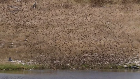 Large flock of birds drinking in waterhole, Etosha, Namibia Stock Footage 334946720
