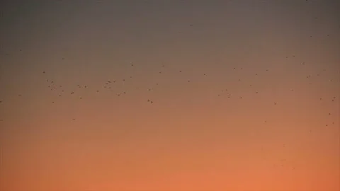 Large flock of birds at dusk Stock Footage 161630367