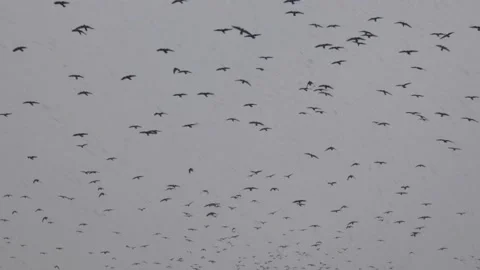 Large flock of birds flies in background of a gray sky during a snowfall Stock Footage 158092796