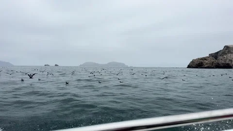 A large flock of birds flies over the ocean with distant islands Stock Footage 312985936