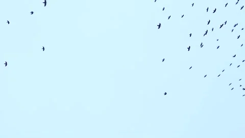 A large flock of birds flies in the sky. a group of crows migrate together Stock Footage 189417125