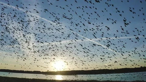 Large flock of birds in flight over the lake at sunset. Common starling. Stock Footage