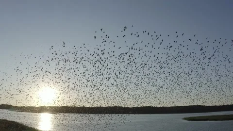 Large flock of birds in flight over the lake at sunset. Common starling. Stock Footage