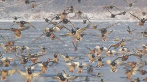 Large flock of birds in flight in slow motion. Ducks flying, mallard Stock Footage 147313311