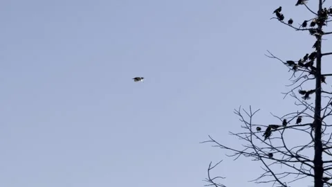 Large flock of birds fly, and land in dead trees Stock Footage 322552893