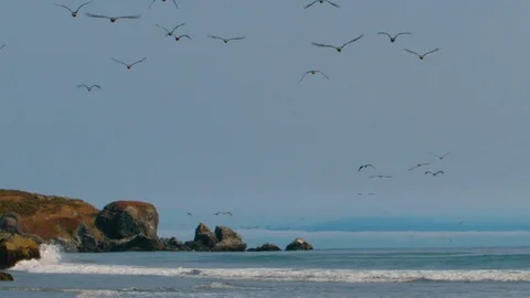 A large flock of birds fly out from shore to Rocky Pacific Ocean cliffs Stock Footage 94129997