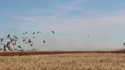 A large flock of birds fly over a crop in Saskatchewan Stock Footage 54913685