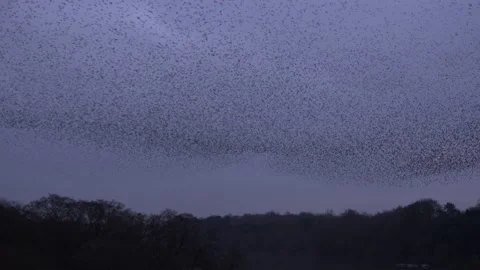 Large flock of birds flyig in the evening as strarling murmuration England UK 4K Stock Footage 169800409