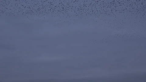 Large flock of birds flyig in the evening as strarling murmuration England UK 4K Stock Footage 169810936