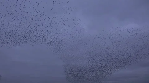 Large flock of birds flyig in the evening as strarling murmuration England UK 4K Stock Footage 169814968