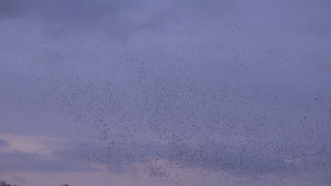 Large flock of birds flyig in the evening as strarling murmuration England UK 4K Stock Footage 266287902