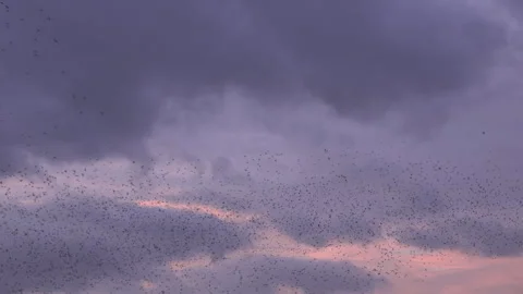 Large flock of birds flyig in the evening as strarling murmuration England UK 4K Stock Footage 266297271