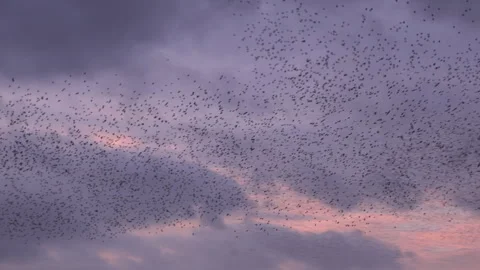 Large flock of birds flyig in the evening sunset with clouds England 4K Stock Footage 266299892