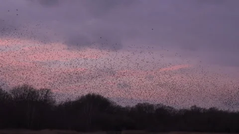 Large flock of birds flyig in the evening as strarling murmuration England UK 4K Stock Footage 266302898