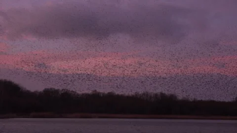 Large flock of birds flyig in the evening as strarling murmuration England UK 4K Stock Footage 266312908