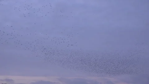 Large flock of birds flyig in the evening as strarling murmuration England UK 4K Stock Footage 266317429