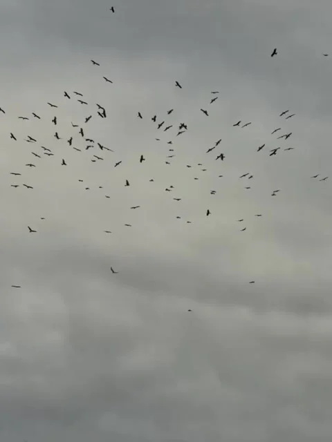 Large Flock of Birds Flying Across Cloudy Sky Vídeos de archivo 342268444