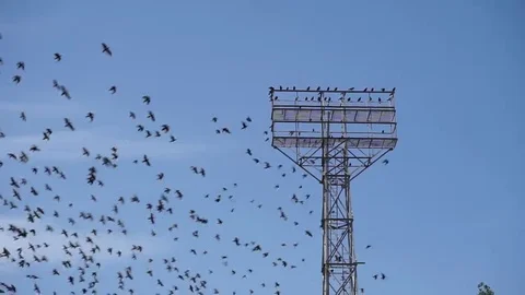 A large flock of birds flying around the stadium tower Stock Footage 69220333