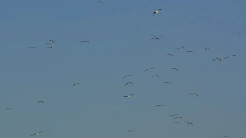 Large flock of birds flying in the clear blue sky Stock Footage 339506877