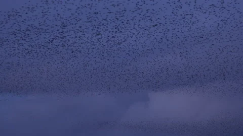 Large flock of birds flying in the evening light England UK 4K Stock-Footage 147842893