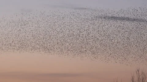 Large flock of birds flying in the evening light England UK 4K Stock Footage 147887651