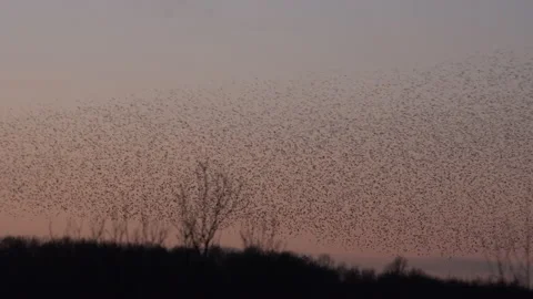 Large flock of birds flying in the evening light England UK 4K Stock Footage 147888157