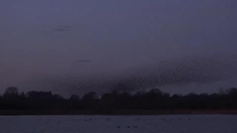 Large flock of birds flying in the evening light England UK 4K 库存影片 147902621