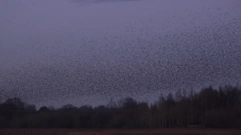Large flock of birds flying in the evening light England UK 4K Video stock 147905741