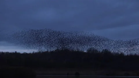 Large flock of birds flying in the evening light England UK 4K 스톡 동영상 147916335