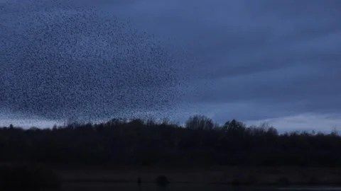 Large flock of birds flying in the evening light England UK 4K Stock Footage 147916839