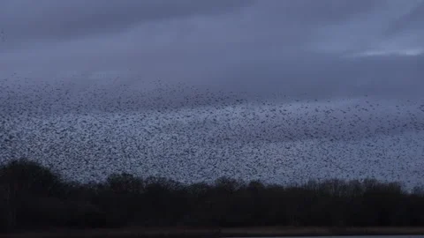 Large flock of birds flying in the evening light England UK 4K Video stock 147930179