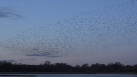 Large flock of birds flying in the evening light England UK 4K Stock Footage 148451197