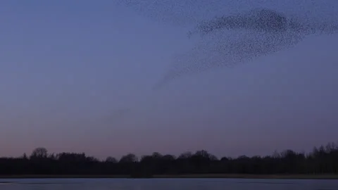 Large flock of birds flying in the evening light England UK 4K Stock-Footage 148451680
