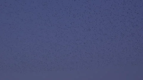 Large flock of birds flying in the evening light England UK 4K Stock Footage 148452858