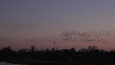 Large flock of birds flying in the evening light England awesome nature UK 4K Video stock 204871973